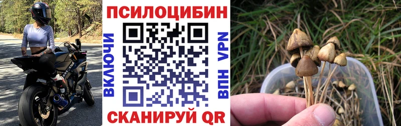 darknet телеграм  ОМГ ОМГ ССЫЛКА  Кузнецк  Псилоцибиновые грибы прущие грибы 